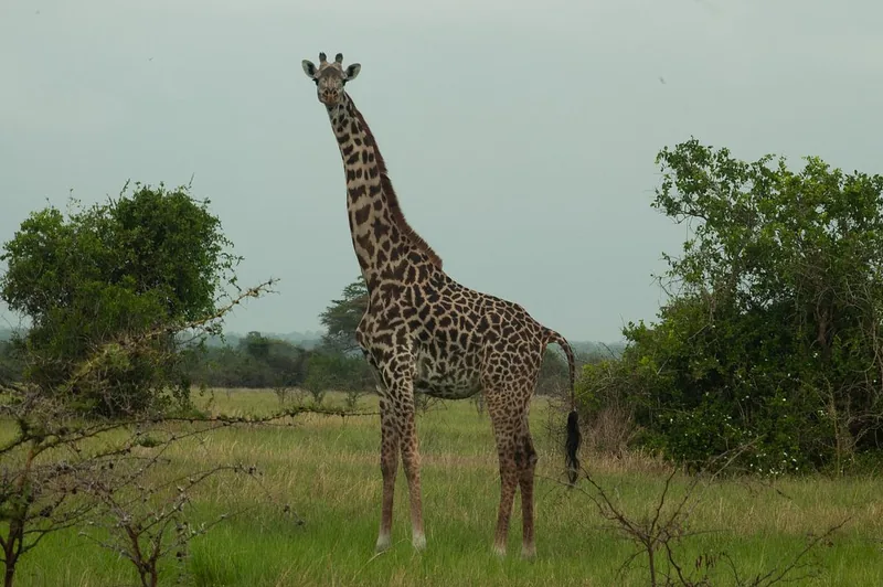 7 Days Mkomazi, Usambara, Saadan and Beach Relaxation - Tanzania safari gallery image